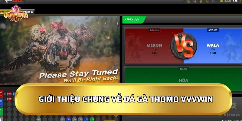 Giới thiệu chung về Đá Gà Thomo VVVWin
